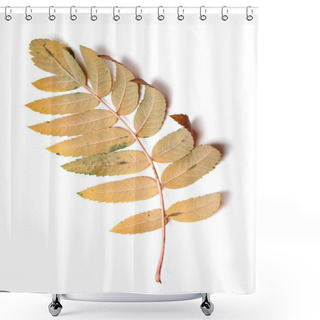 Personality  Autumn Leaf Of Rowan Isolated On White Background Shower Curtains