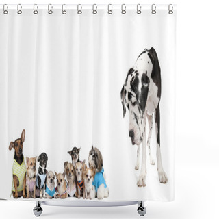 Personality  Large Dog Looking At Small Puppies In Front Of White Background, Shower Curtains