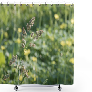 Personality  Close-up View Of Dactylis Glomerata, Also Known As Orchard Grass, Growing In A Sunny Meadow Shower Curtains