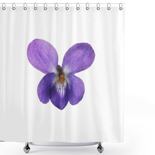 Personality  Beautiful Wood Violet On White Background. Spring Flower Shower Curtains