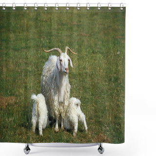 Personality  Angora Goat, Breed Producing Mohair Wool, Female With Baby Goat Suckling   Shower Curtains