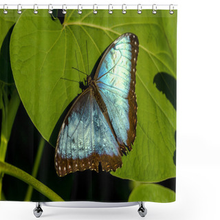 Personality  Butterfly Varieties At Botanical Gardens Shower Curtains