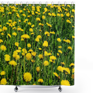 Personality  Blurred Image Of Yellow Dandelions. Nature, Spring Concept. Cropped Shot Of Meadow. Colorful Nature Background. Shower Curtains