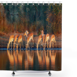 Personality  Impala Herd With Reflections In Water Shower Curtains