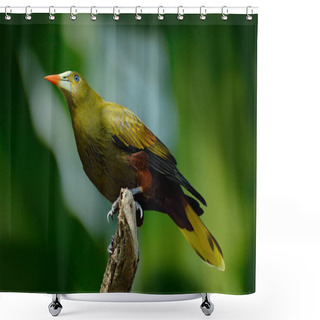 Personality  Green Oropendola, Psarocolius Viridis, Tropic Bird With White Bill And Blue Eye. Portrait Of Exotic Bird From Brazil, Clear Green Background. Wildlife Scene, Tropical Nature,  Birdwatching In America.  Shower Curtains