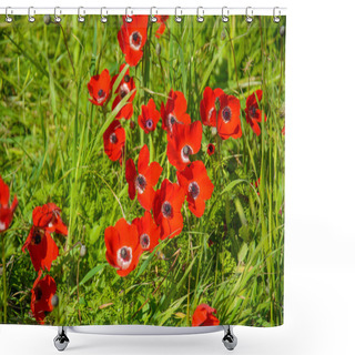 Personality  Blooming Red Anemones Shower Curtains