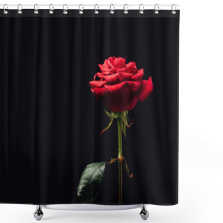 Personality  Close Up View Of Beautiful Red Rose Isolated On Black Shower Curtains