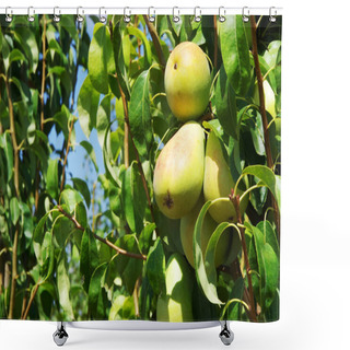 Personality   Green Pears On A Branch Shower Curtains