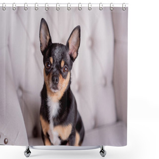 Personality  Mini Black Beige White Chihuahua On Grey Sofa. Black Brown White Chihuahua. A Pet Is Sitting At Home On The Couch Shower Curtains