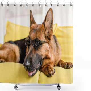 Personality  Selective Focus Of Cute German Shepherd In Glasses Lying On Bright Yellow Couch In Apartment  Shower Curtains