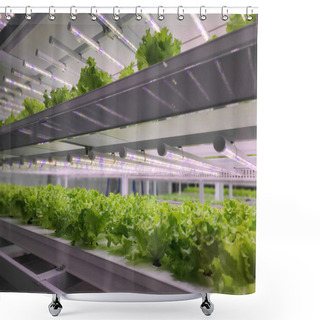 Personality  Vegetables Are Growing In Indoor Farm(vertical Farm). Vertical Farming Is Sustainable Agriculture For Future Food And Used For Plant Vaccine. Shower Curtains