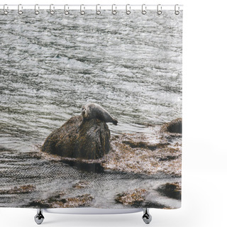 Personality  Seal Shower Curtains