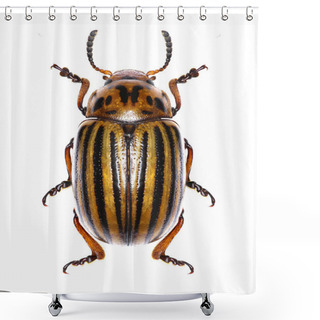 Personality  Potato Beetle On White Background  -  Leptinotarsa Decemlineata (Say 1824) Shower Curtains