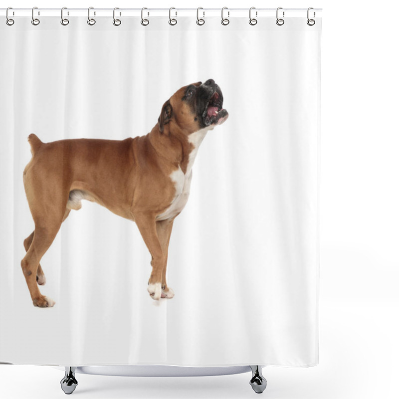 Personality  Cute Little Boxer Looking Insistently At Something Above Him Shower Curtains