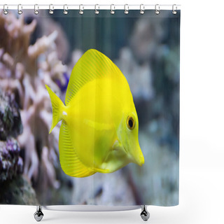 Personality  Zebrasoma Yellow Tang Fish Shower Curtains