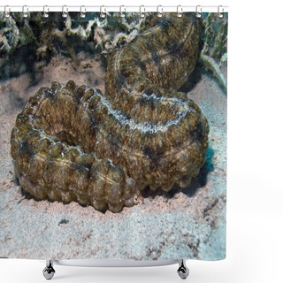 Personality  A Sea Cucumber (Synaptula Reciprocans) In The Red Sea, Egypt       Shower Curtains