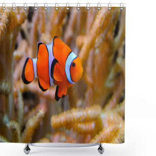 Personality  Clown Fish, Anemonefish (Amphiprion Ocellaris) Swim Among The Tentacles Of Anemones, Symbiosis Of Fish And Anemones Shower Curtains