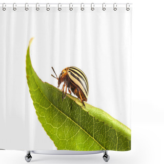 Personality  Colorado Potato Beetles Shower Curtains