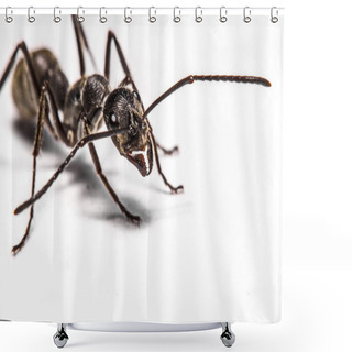Personality  Closeup Of Ants On A White Background Shower Curtains