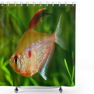 Personality  Bleeding Heart Tetra, Popular Ornamental Blackwater Fish From Barcelos, Rio Negro, Dominant Male In Bright Spawning Coloration Show Off In A Planted Design Biotope Aquarium Shower Curtains
