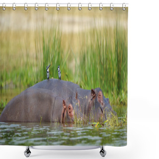 Personality  Two Hippopotamus In The Water Shower Curtains