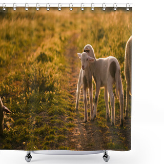 Personality  Lambs In Meadow Shower Curtains