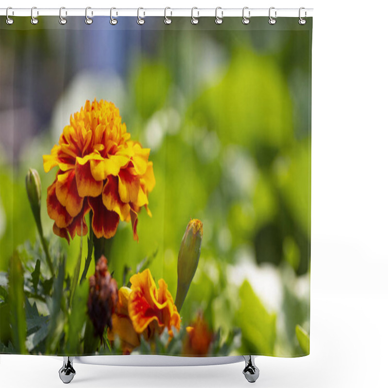 Personality  Blooming Orange Marigolds In The Garden. Shower Curtains
