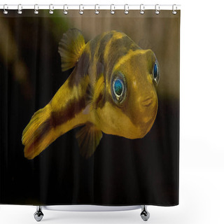Personality  Dwarf Pufferfish Isolated On Background Closeup Shot Shower Curtains