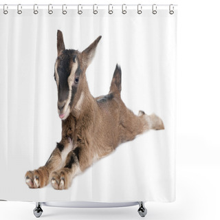 Personality  Brown Young Goat Lying Down (3 Weeks Old) Shower Curtains