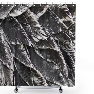 Personality  Close Up. Decorative Black Bird Shower Curtains
