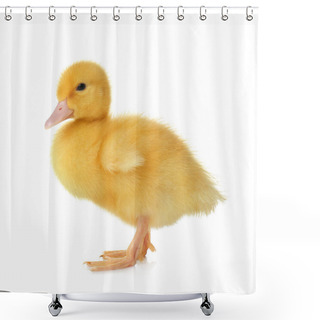 Personality  Cute Fluffy Gosling On White Background. Farm Animal Shower Curtains