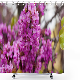 Personality  Lush Blooming Cercis Tree With Pinkish-red Flowers On Leafless Branches Shower Curtains