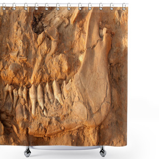 Personality  Ancient Fossil Jaw Bone Shower Curtains