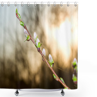 Personality  Pussy-willow Branch At Dawn Shower Curtains