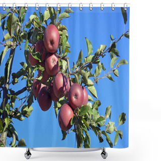 Personality  An Apple Tree Shower Curtains