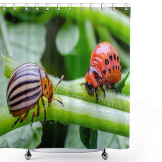 Personality  Colorado Potato Beetle And Red Larva Crawling And Eating Potato Leaves Shower Curtains