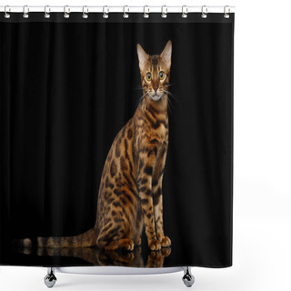 Personality  Gold Bengal Cat With Rosette Sitting On Isolated Black Background With Reflection Shower Curtains