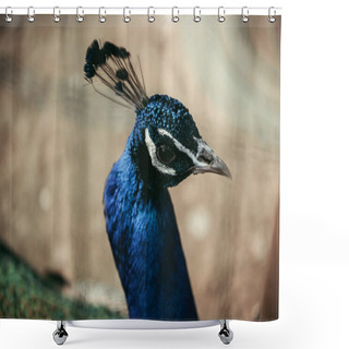 Personality  Close Up Shot Of Peacock Standing On Blurred Background  Shower Curtains