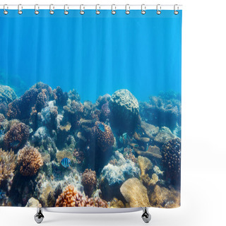 Personality  Tropical Coral Reef Shower Curtains