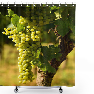 Personality  White Grapes On Vineyard In Chianti Region, Italy. Shower Curtains