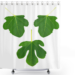 Personality  Fig Leaves Isolated Over White Shower Curtains