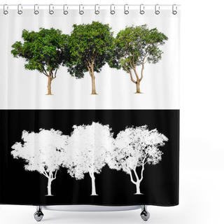 Personality  Isolated Mango Tree On White Background With Clipping Path  Shower Curtains
