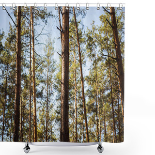 Personality  Scenic Autumnal Forest With Wooden Tree Trunks In Sunlight Shower Curtains