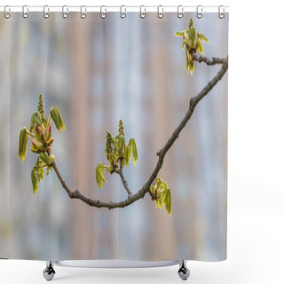 Personality  Urban Background Of Leaves And Little Bud Burgeons Chestnut Shower Curtains