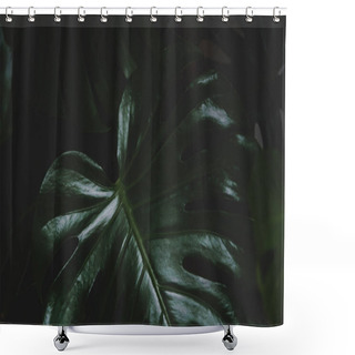 Personality  Texture Of Monstera Leaf On Dark Background. Shower Curtains