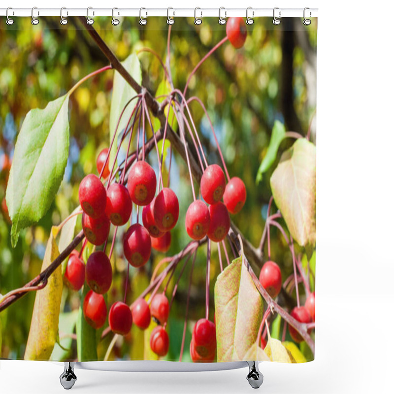 Personality  Crabapple And Wild Apple. Malus  Is A Genus Of About  Species Of Small Deciduous Apple Trees Or Shrubs In The Family Rosaceae Shower Curtains