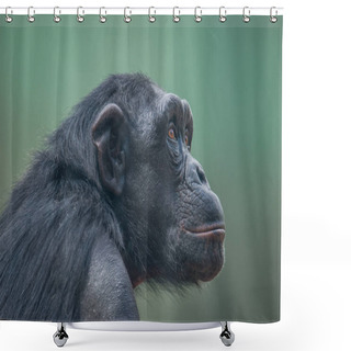 Personality  Chimpanzee Portrait Close Up At Open Resort Shower Curtains