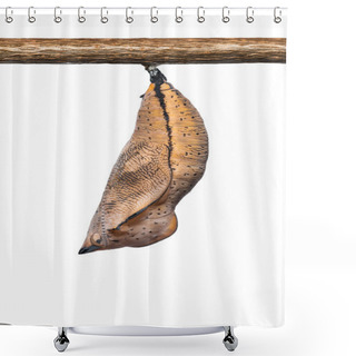 Personality  Autumn Leaf Butterfly Pupa Shower Curtains