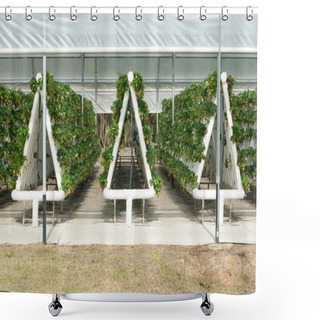 Personality  Hydroponically Grown Strawberry Vines Shower Curtains