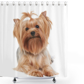 Personality  Yorkshire Terrier Shower Curtains